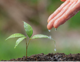 5 planos de aula sobre Projeto de Vida e meio ambiente para você usar agora mesmo